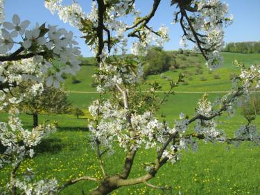 Das Fricktal in seiner schönsten Blüte erleben.