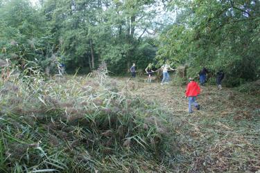 Die Jugendlichen zeigten grossen Einsatz bei den Arbeiten um den Lindenweiher. (Foto: zVg)