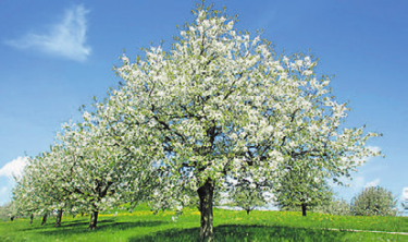 Die blühenden Kirschbäume am «Chriesiwäg» in Gipf-Oberfrick. Foto: zVg
