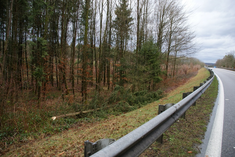 Neue Fricktaler Zeitung Wegen Sturm Strasse im Hardwald