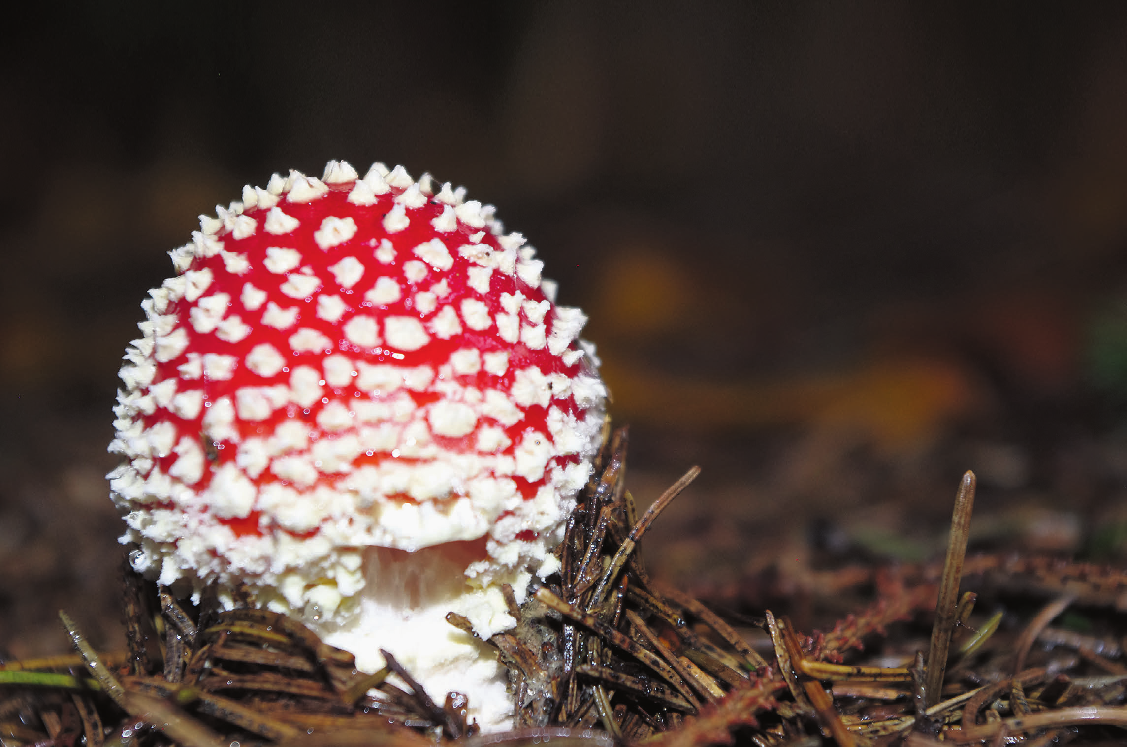 Die Pilzsaison war eher schwammig Neue Fricktaler Zeitung