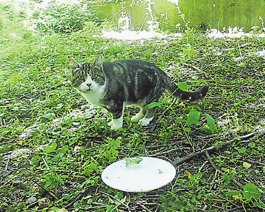 Neue Fricktaler Zeitung Ein Zuhause Für Verwilderte